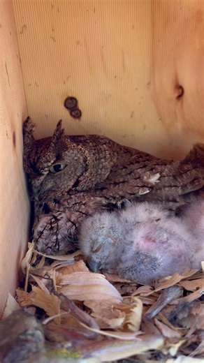 Eastern Screech Owl nesting 04/13/2026