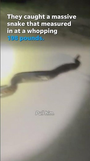 Python hunters speechless after catching almost 200-pound snake #Shorts