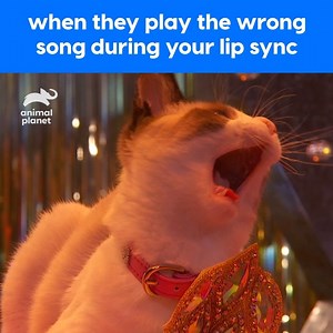 #PuppyBowlXVI Kitty Halftime Show rehearsals are going beautifully! | Animal Planet