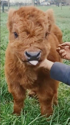 The Cutest Calf in the World – Highland cattle 🐮