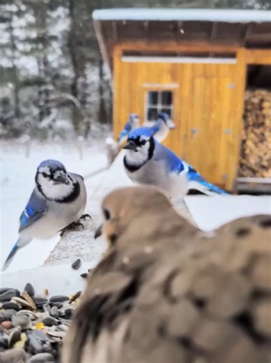 Dove POV #peace #wildlife #nature #birdfeeder #vermont mourning dove, blue jay