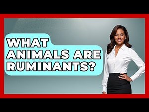 What Animals Are Ruminants? - The World of Agriculture