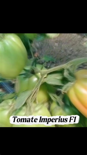 Imperius F1 Hibrid de tomate tip inima de bou #biosel #for #imperius #seminte #fyp