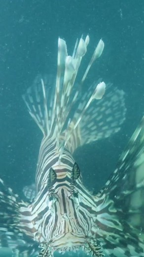 Lionfish: Don't Touch! Brave Wilderness Encounter