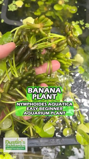 Easy Beginner Plant - Banana Plant - Nymphoides aquatica