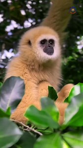 474K views · 12K reactions | The Lar gibbon, also known as the white-handed gibbon is a small, agile primate native to the tropical forests of Southeast Asia.  #largibbon #wildlife #naturelovers #viralpage #monkeys #animalplanet #viralreels #knowanytime | Know Anytime | Facebook