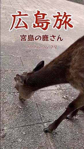 広島旅行に行ってきた！瀬戸内海→原爆ドーム→厳島神社（宮島） #広島 #旅行 #travel #shorts #hiroshima #原爆ドーム