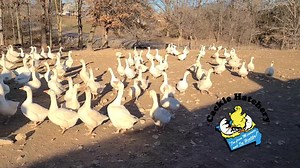 4.1K views · 94 reactions | White embden geese at cackle hatchery. #geese #cacklehatchery | Cackle Hatchery | Facebook