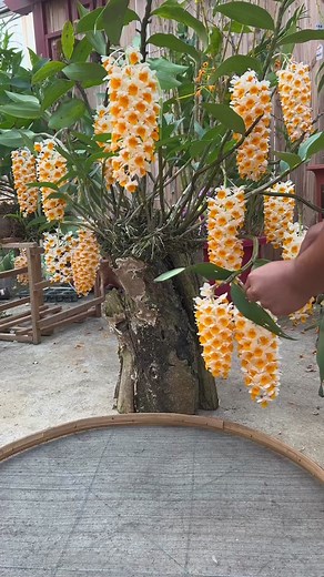 Dendrobium Tea and Orchid Delights