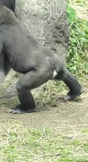 Gorillas: The Cutest Animals in the Wild