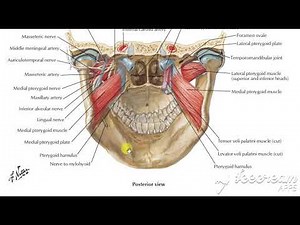 Medial pterygoid muscle 3