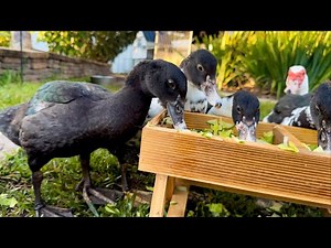 Morning Routine For Duck Family | Duck Life