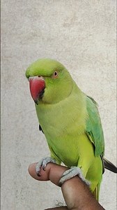 This Parrot Can Talk! 😱🦜 | Amazing Talking Parrot