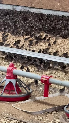 40,000 chicks is one place is wild! But these barns are 500 feet long so they can house quite a few to say the least! #quail #babychicks #poultry #worklife #fyb