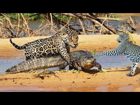 The Uncompromising Fights Between Leopard Vs Crocodile - Who Will Win ?