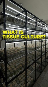 6.1K views · 104 reactions | Ever wondered how tissue culture works?...