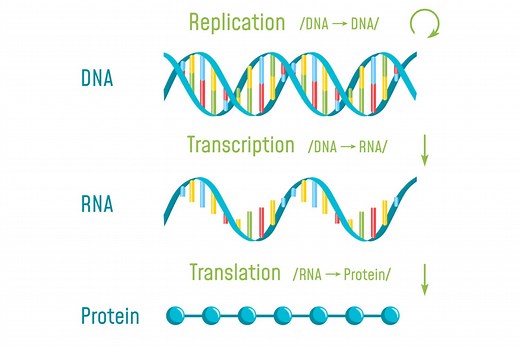 An Introduction to DNA Transcription