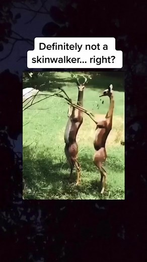 SCARY VIDEOS on TikTok