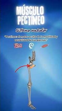 Músculo pectíneo
