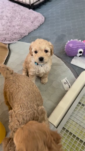 Angel's Pups - Goldendoodle Breeder in Los Angeles, CA on Instagram: "Blue (female)💙 This gorgeous little girl is still looking for her forever home 🏡 Blue is a female Mini Goldendoodle with the sweetest personality. She is gentle, playful, and incredibly cuddly. She’s been thriving in our home with early socialization and lots of love, making her the perfect companion for any family 💕 ✨ Hypoallergenic & low-shedding ✨ Vet-checked & healthy ✨ Raised in-home with lots of love ✨ Ready to go hom