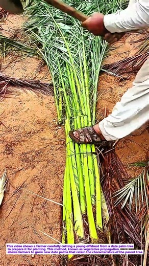 Date Palm Propagation Technique | How Farmers Prepare Young Date Offshoots for Planting #farming