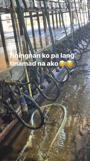 6 comments | Pag hindi intindi sagutin mo lng na hey!!!藍藍 mamaya na manager tinamad pa ako, nawala lng ako ng 30mins pagbalik ko ganito na ka dumi #poops #cows #dairy #australia | Irene Tahil Culanculan Magsayo | Facebook