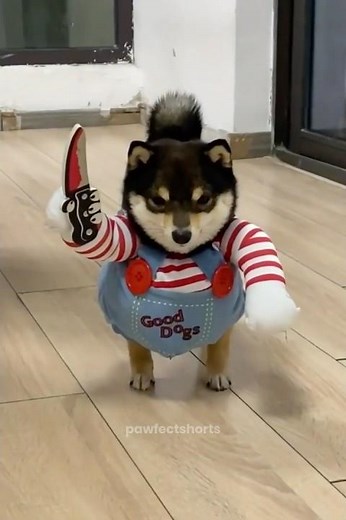 Scary Cute! Dogs in Chucky Costumes Take Over Halloween 2025!