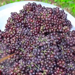 12K views · 78 reactions | 30 KG GRAPE Juice And Jam Recipe Natural Pure Healthy Fruit Juice and Jam Making In Village. | Wirally Food - தமிழ் | Facebook