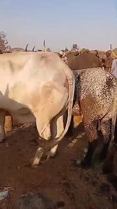 51K views · 697 reactions | Bokolo cattle appear to have a solid...