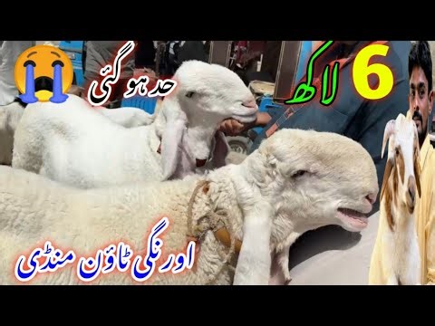 Orangi town Bakra Mandi latest update| 29-Mar-2026| gulabi kamori teddy pateri makka chini 😍،