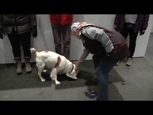 Scent Work | How to Train Your Dog to Ignore Distractions