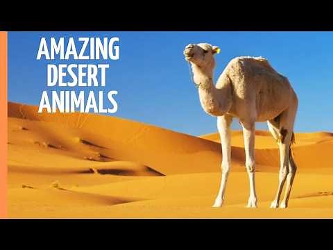 Camels & Llamas Explained | Ships of the Desert | Free High Quality Documentaries