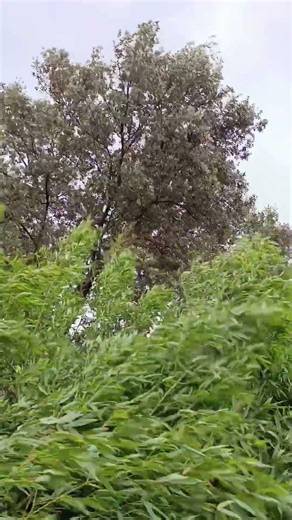 Mistral is the Provencal wind #france #provence #nature #mistral #travel #shorts #storm