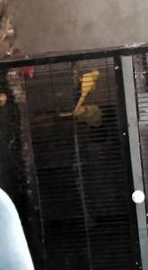 1.4K views · 17 reactions | Yellow RN breeder pair available. With history 4 egg 2 3 chick average Loc samanabd lhr Cargo available. 03059529707 | Lahore birds | Facebook