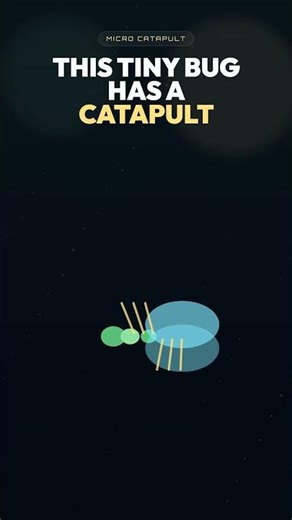 How Do Springtails Launch Themselves With Built-In Catapults? 🏹 #Shorts