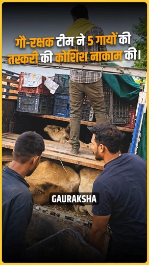 5 Cows Rescued Just in Time on Mathura Highway 🐄❤️