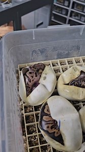 17K views · 20 reactions | yes I did it! ghi wookie clown is just leaving the egg 嵐讀 #royalpythons #ballpythonlove #beardeddragon #reptilebreeder #snek #morph #leopardgecko #petsnake #herpetology #animal #morphs #cornsnake #snakelove #reptilelove #livingart #ballpythonofinstagram #snakelovers #reptilesofinsta #serpent #ballpythonsnake #nature #ballpythonlover #babyballpython #snakesofinsta #crestedgecko #ballpythonmorphsofinstagram | Xclusive ball pythons | Facebook