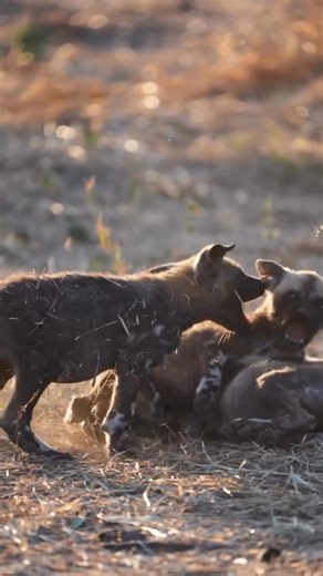 #WildlifeWednesday - keeping the "wild" in wildlife! What an amazing sighting of a litter of endangered African wild dog pups - seeing puppies this small is truly extraordinary and rare as there are only an estimated 6,600 African wild dogs left in the wild. These African wild dogs are facing numerous threats, including: habitat loss and fragmentation, human wildlife conflict and disease. 📹 Rachel Rebibo https://www.instagram.com/rachelrebibo?igsh=OWFjMDVpeTYwMTE0 | Roar Wildlife News