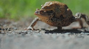 A pair of toads - female and male during the spring migration and mating season. A close-up parallax shot, Bokeh background