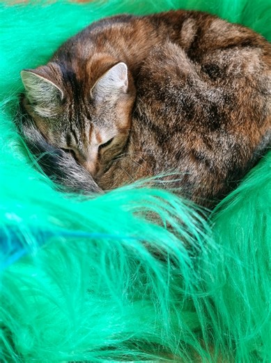 I think the cat likes our dragon (furry). Perhaps she could be incorporated into the cosplay? 😁🤘 #dragon #cosplay #diycostume #cat #funnycat