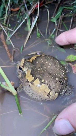 Funny Frog Jumps #Funny Frog #Frog Catching