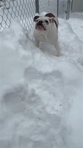Coco’s snow hill gets bigger #bulldog #englishbulldog #cuteanimals #puppy #fyp #cutedog