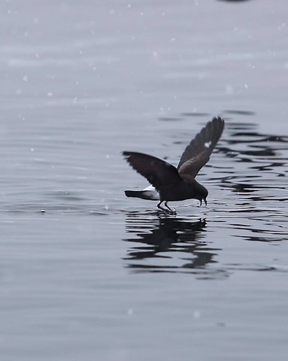 A Wilson's Storm Petrel feeding in a sheltered Antarctic bay. With an estimated population of around 50 million pairs, it is one of the most abundant seabirds in the world. Thanks to Rich Pagen for finding these two! video by Richard Sidey - Filmmaker/Photographer | Richard Sidey