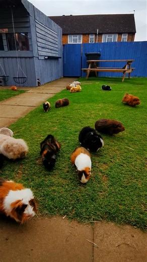 1.8M views · 18K reactions | This video is one of my firm favourites, that we have ever done! Gosh i love guinea pigs. ❤ | Masons' Cavies | Facebook