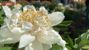 Peony blossoms present appealing spring vibe in Luoyang, C China's Henan Peony, hailed as the "King of Flowers," recently came into full bloom at the National Peony Garden in #Luoyang, central #China's #Henan Province, providing a visual feast for visitors. The #peony symbolizes wealth, auspiciousness, happiness and prosperity in Chinese culture. An imperial capital over 13 dynasties, Luoyang has more than 1,600 years of history in peony cultivation. The city has a lot to offer with regard to di