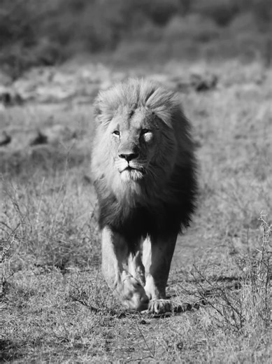 Every person has a lion hidden inside. But not everyone wakes him up. Stop shrinking to fit in. Lead. Roar. Rule.