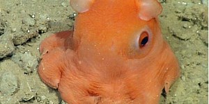 This octopus is so cute, scientists want to call it 'adorabilis'