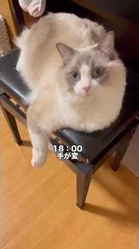いっぱいなでなでされて嬉しかった猫の1日 #cat #ragdolls #ラグドール #ねこ