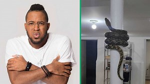 "Pole dancing": Python's mesmerising moves on a pillar leave people spellbound