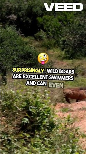Mind Blowing Facts About Wild Boars